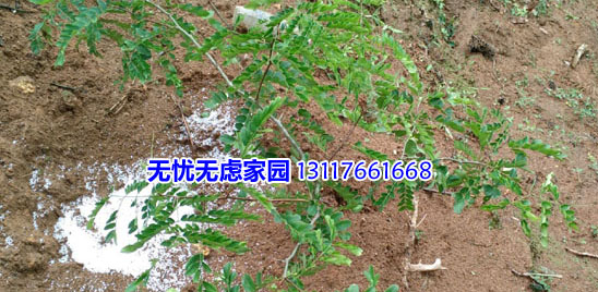 皂角種植與應(yīng)用（植物洗護(hù)中藥洗護(hù)開發(fā)案例）